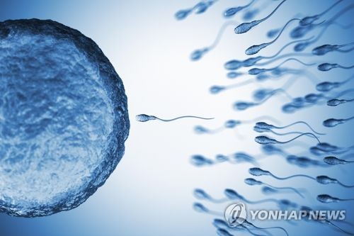 정자와 난자 수정 관련 그래픽