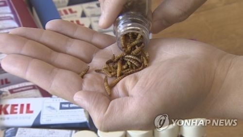 식용곤충