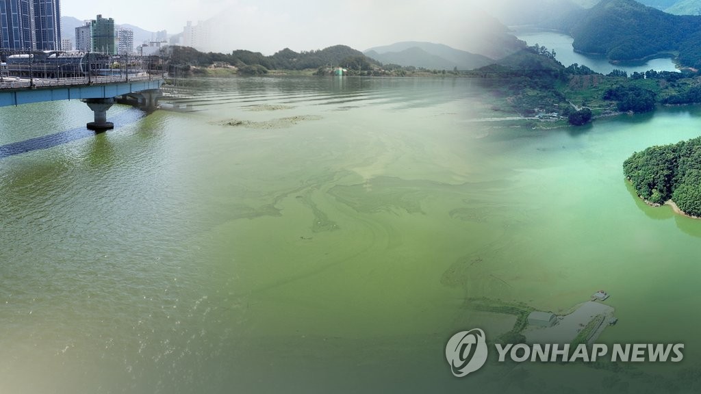 낙동강 녹조