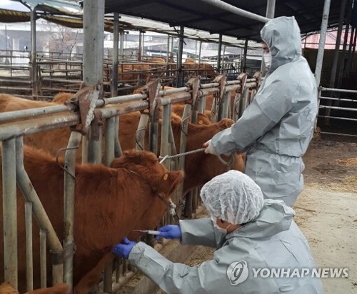 소 브루셀라병 검사