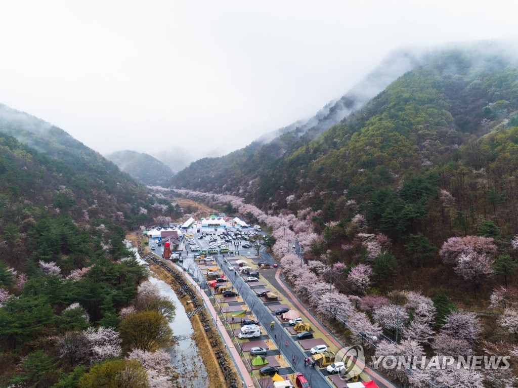 충남 금산 군북면 비단고을 산꽃 축제 현장
