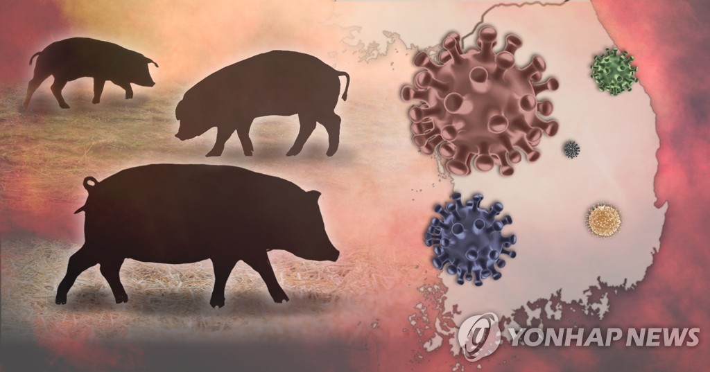 국내 돼지열병 확산 (PG)
