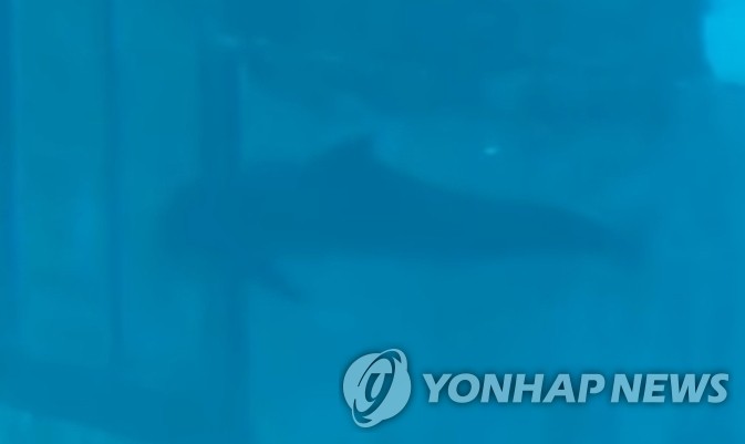 돌고래가 수족관 벽을 머리로 들이받는 모습