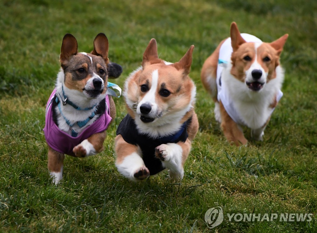 US-DOGS-RACE-CORGI