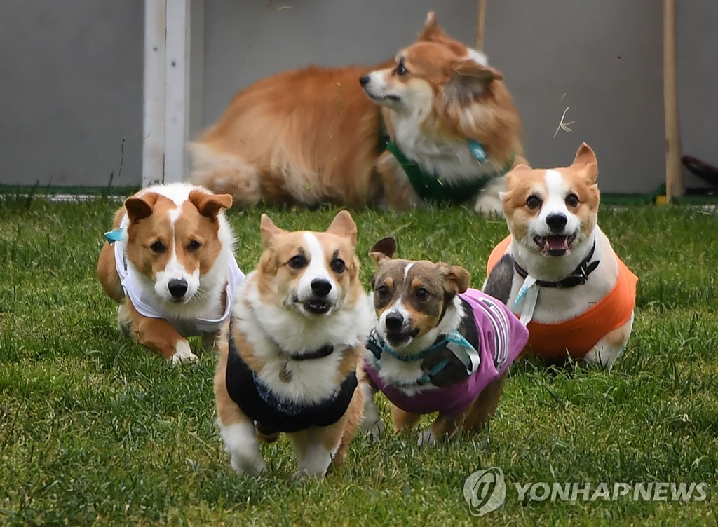 US-DOGS-RACE-CORGI