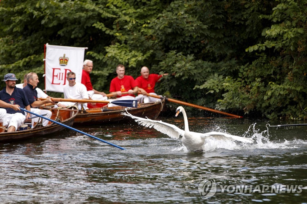 BRITAIN-ANIMAL-SWAN-OFFBEAT