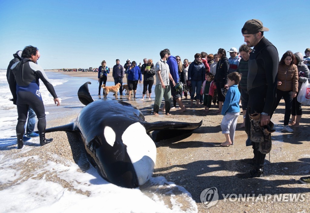 ARGENTINA-KILLER WHALES