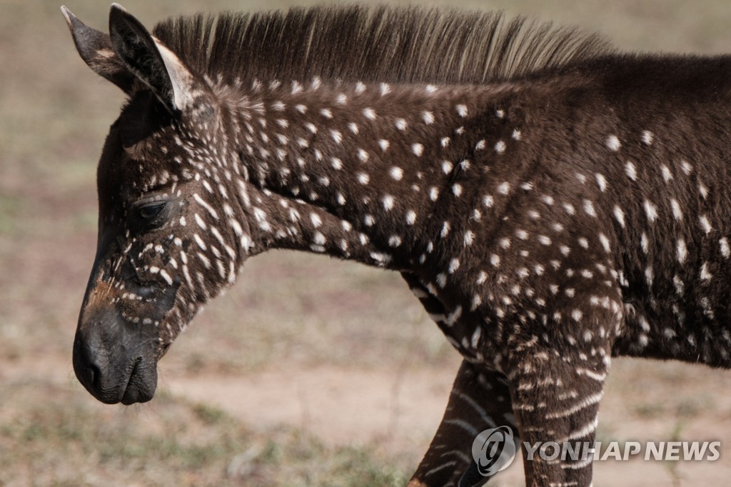KENYA-NATURE-WILDLIFE-ANIMAL-ZEBRA