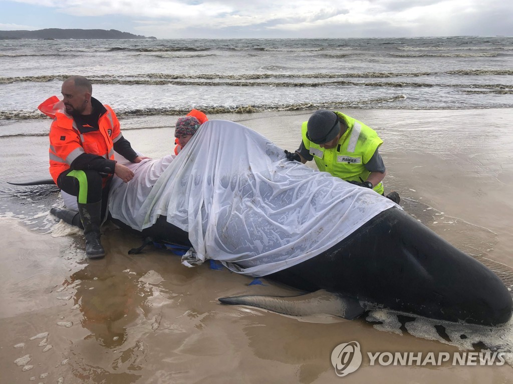 23일(현지시간) 참거두고래를 구조하고 있는 요원의 모습