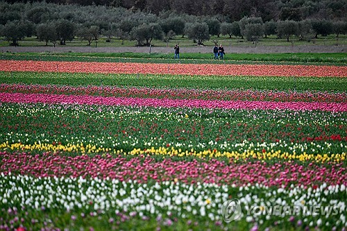 '화사한 봄 풍경'…튤립 활짝 핀 프랑스 라 브릴랑 튤립 꽃밭