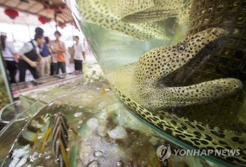2015년 4월 20일 홍콩의 한 해산물 식당에 인도네시아와 필리핀에서 수입된 열대 어류들이 수조에 담겨 있다. [EPA=연합뉴스자료사진]