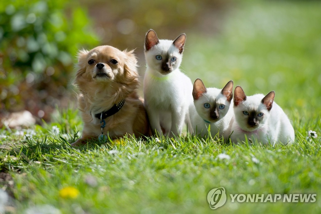 개와 고양이