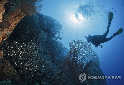 스쿠버다이빙
