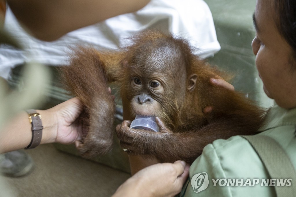 INDONESIA ORANGUTAN SMUGGLING