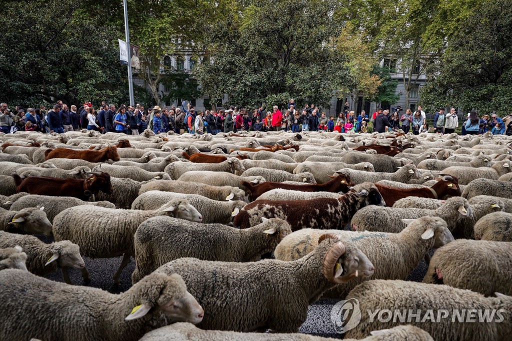 SPAIN TRANSHUMANCE
