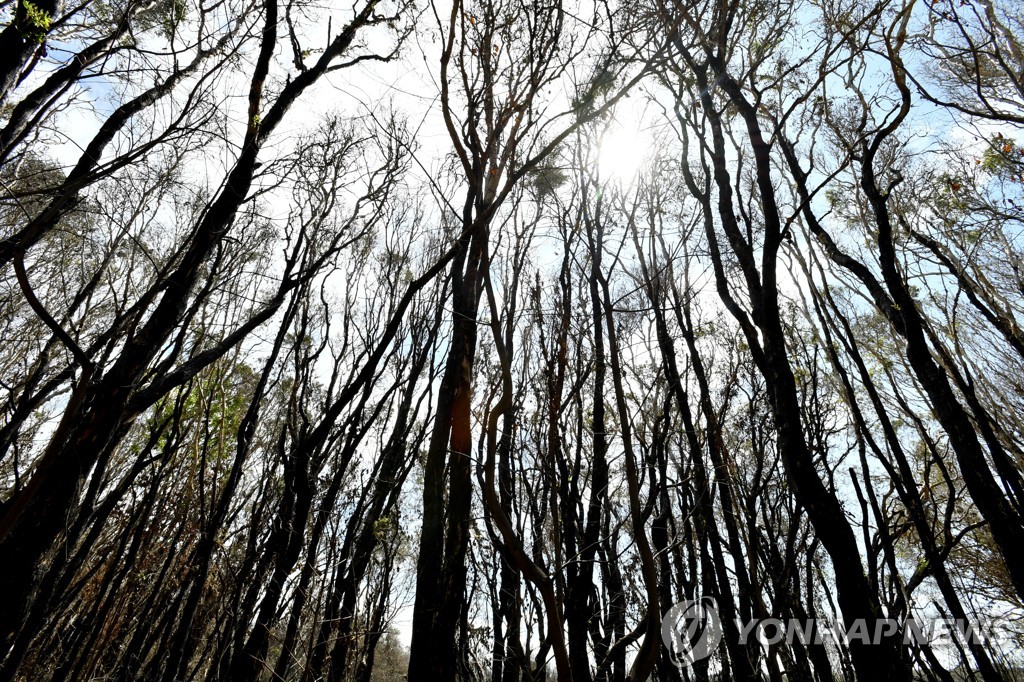 AUSTRALIA BUSHFIRES NATURE