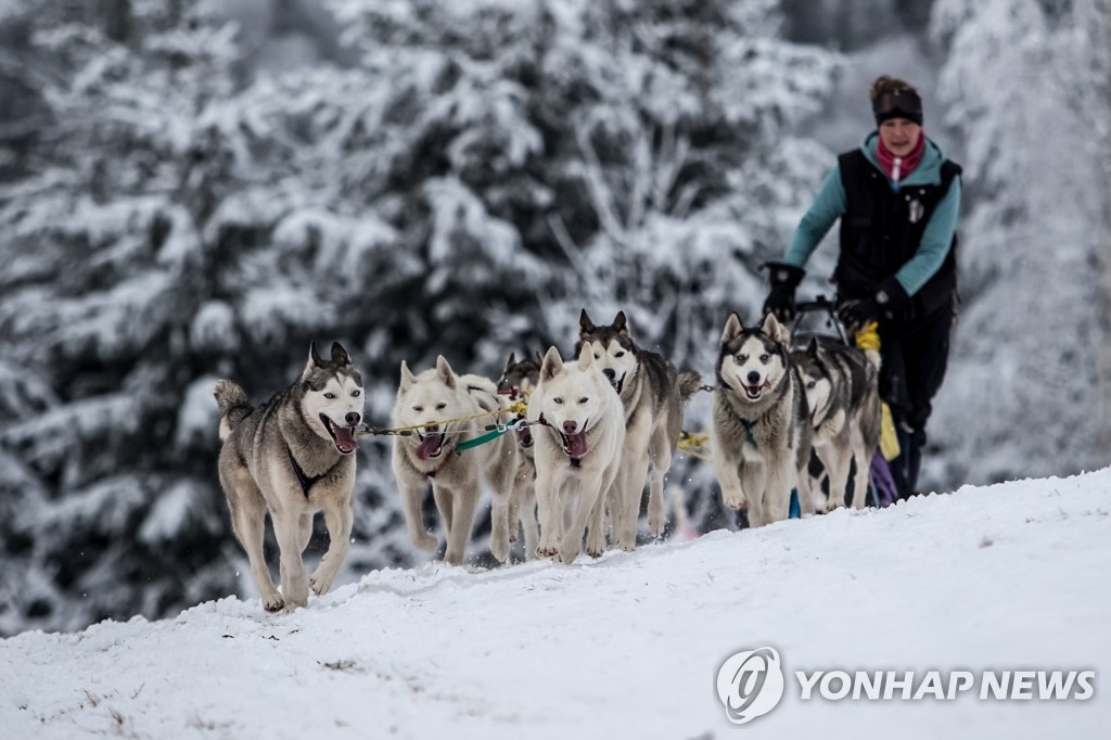CZECH REPUBLIC PHOTO SET DOG SLED RACE