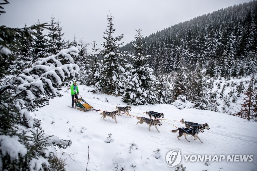 CZECH REPUBLIC PHOTO SET DOG SLED RACE
