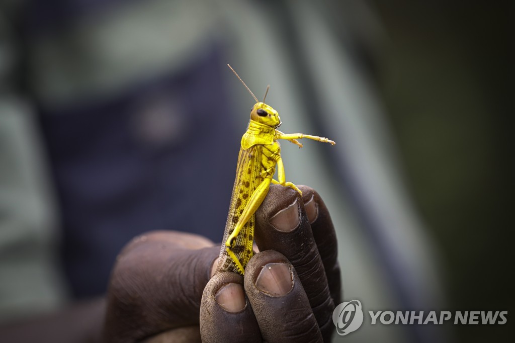 KENYA LOCUST CRISIS