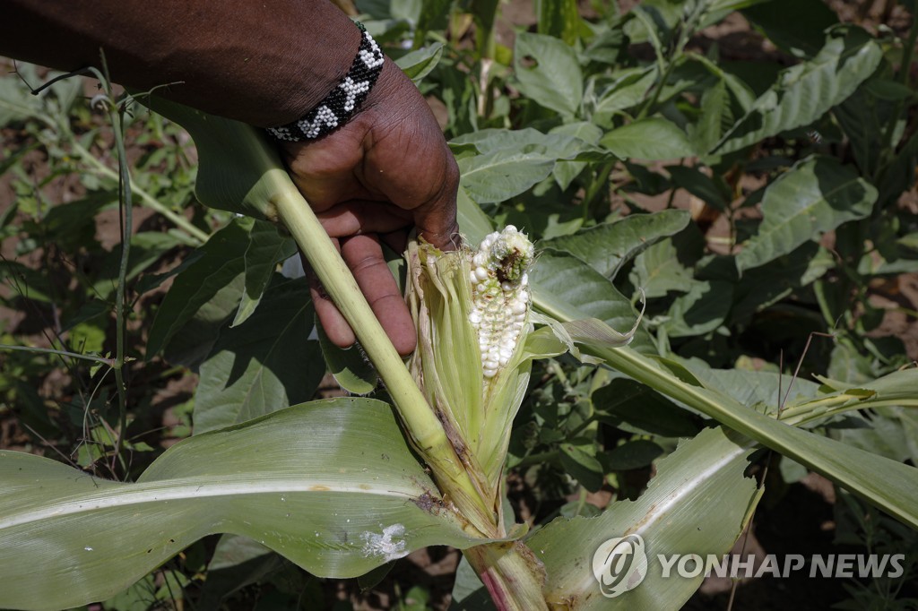 KENYA LOCUST CRISIS