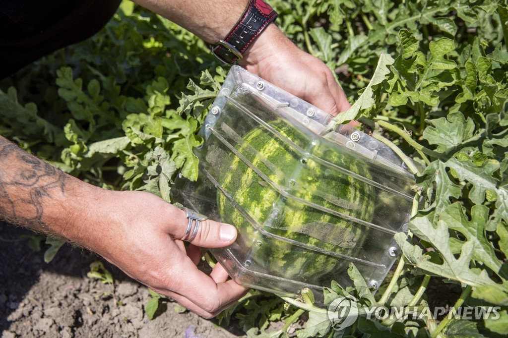 HUNGARY AGRICULTURE CUBE SHAPED WATERMELON