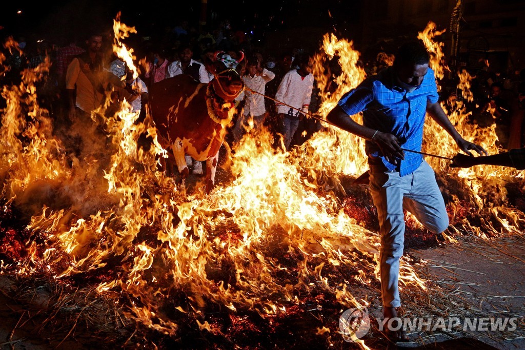 '소와 함께 화염 속으로'…힌두교 추수 감사 축제 ′마카르 산크란티′