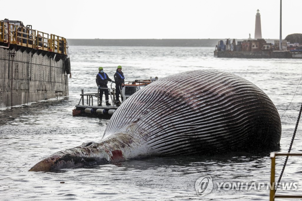 이탈리아 항구에 나타난 초대형 고래 사체…사인 조사 예정