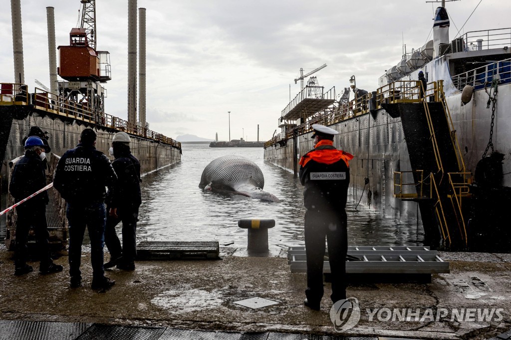 ITALY DEAD WHALE REMOVAL