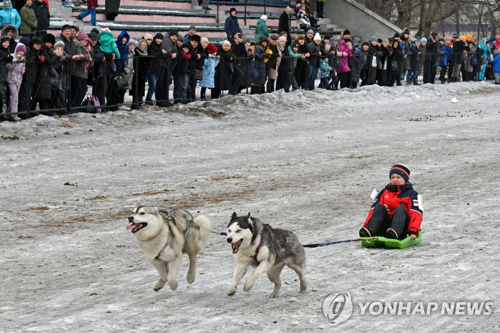 Sled dog racing in Abakan, Russia
