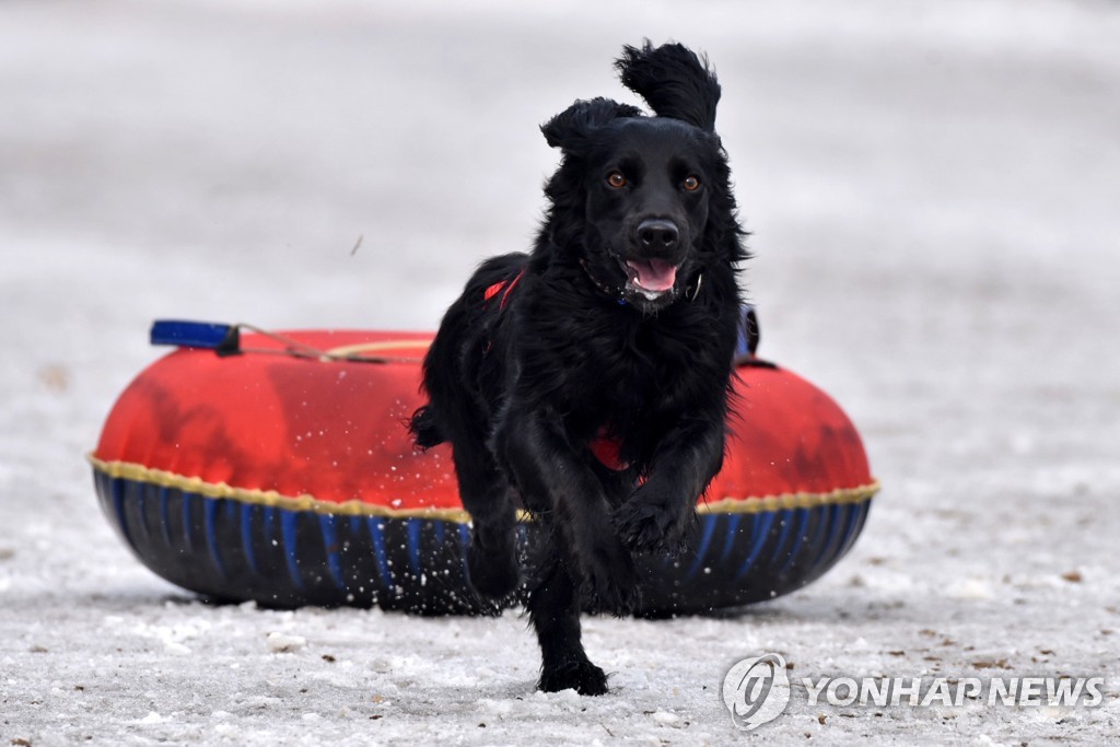 Sled dog racing in Abakan, Russia