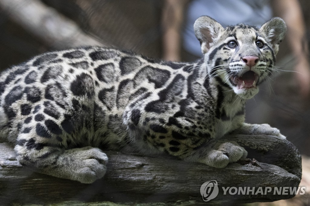 ′멋진 무늬 뽐내며′…美 국립동물원, 희귀종 ′구름무늬 표범′ 공개