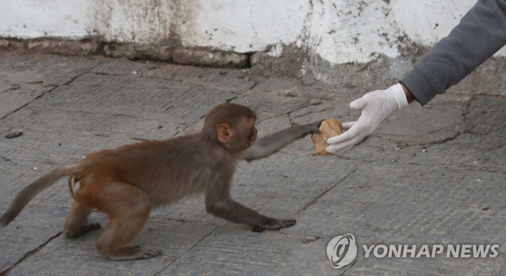 NEPAL-KATHMANDU-COVID-19-LOCKDOWN-ANIMAL