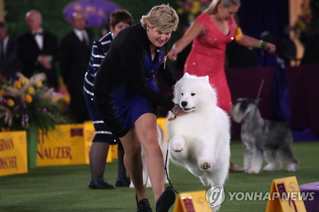 USA-DOGSHOW/WESTMINSTER