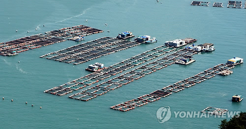 남해안 가두리 양식장