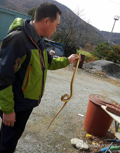 서산서 발견된 멸종위기 야생동물 '황구렁이'