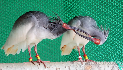 <한국에 장가오는 중국 따오기 2마리 '귀한 대접'> - 1