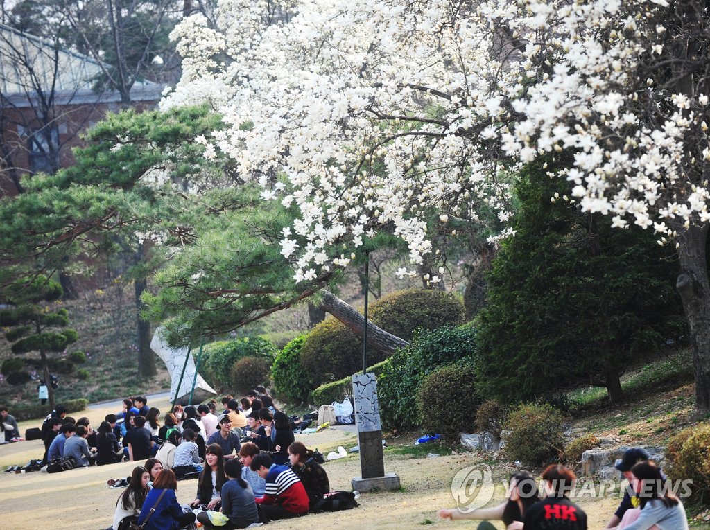 캠퍼스에 핀 목련꽃 아래서 학생들이 봄날씨를 즐기고 있다. (연합뉴스 DB)