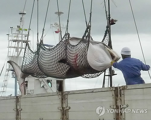 국제사회 비난에도 日, 북서태평양 고래잡이 40% 늘린다