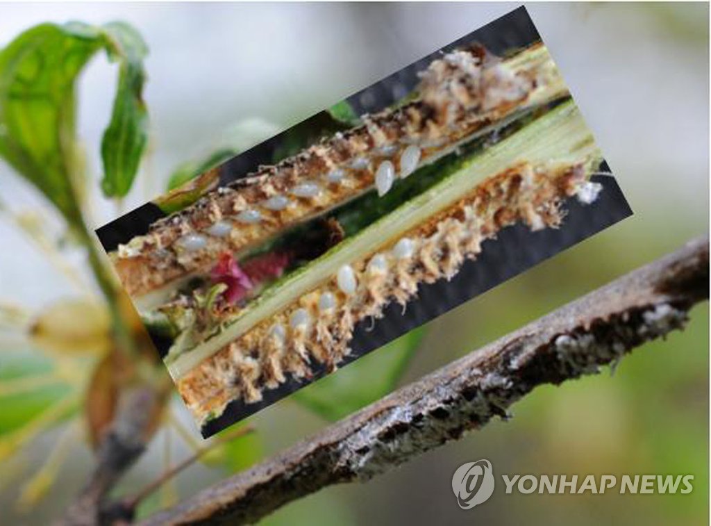 갈색날개매미충 주의보