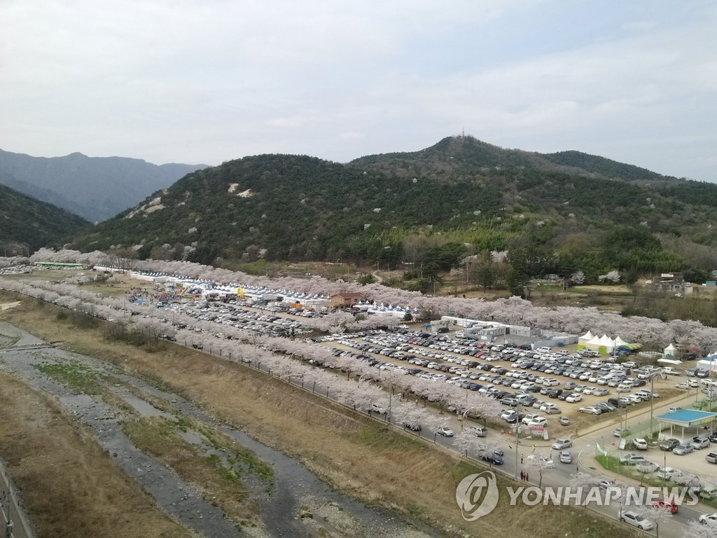 달라진 울산 작천정 벚꽃축제…'잡상인 출입금지'