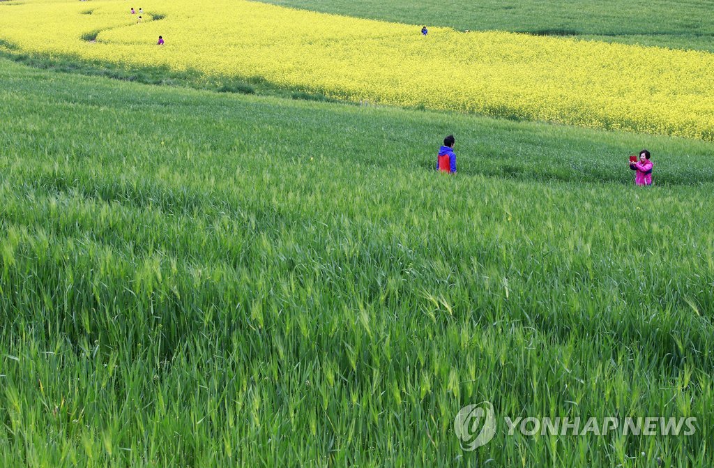 청보리가 부르는 봄의 노래