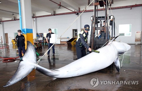 울산서 어선에 걸린 밍크고래