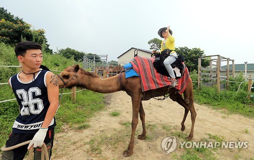 즐거운 낙타 타기 체험