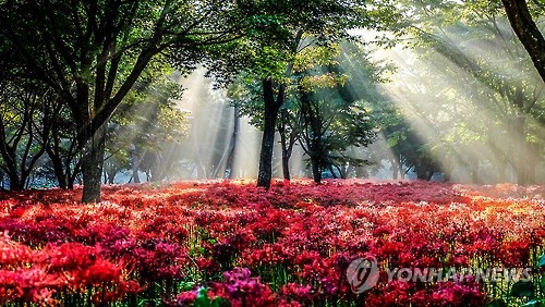 영광 불갑산 상사화