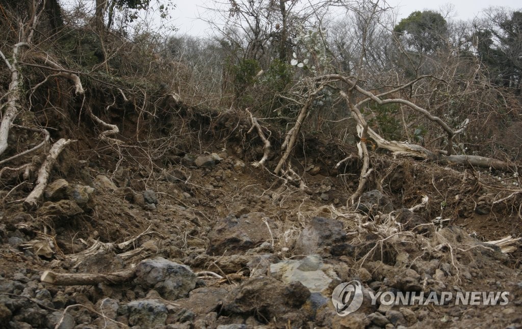 처참하게 파괴된 서귀포시 안덕곶자왈 모습