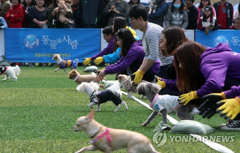 주인 향해 달리는 반려견