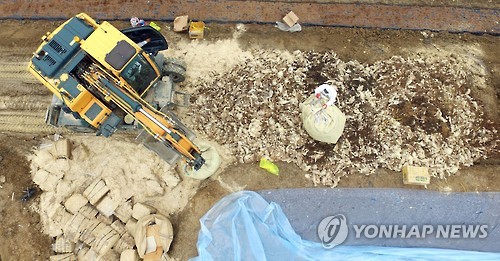 구멍 뚫린 AI방역, 되살아난 살처분 악몽