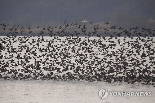 날아오르는 가창오리떼