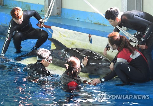 돌고래 상태 살피는 사육사들