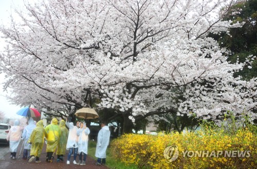 제주 호우